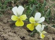 Sand Pansy or Wild Pansy - yellow form