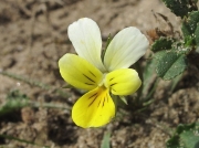 Sand Pansy or Wild Pansy - yellow form
