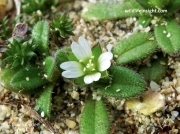 Sea Mouse-ear (Cerastium diffusum)