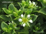 Sea Sandwort (Honckenya peploides)