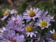 Sea Aster (Aster tripolium)
