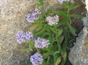 Sea Aster (Aster tripolium)