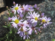 Sea Aster (Aster tripolium)