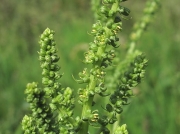 Sea Beet
