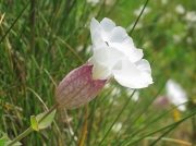 Sea Campion (Silene uniflora)