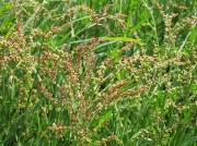 Sheep's Sorrel (Rumex acetosella)