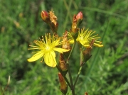 Slender St John's-wort