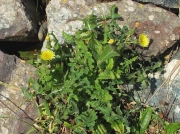 Smooth Sow-thistle (Sonchus oleraceus)