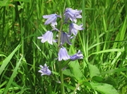 Spanish Bluebell (Hyacinthoides hispanica)