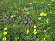 Common Dog-violet (Viola riviniana) and Lesser Celandine (Ficaria verna or Ranunculus ficaria)