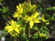 Square-stalked St John's-wort