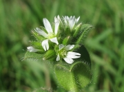 Sticky Mouse-ear (Cerastium glomeratum)