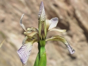Stinking Iris (Iris foetidissima)