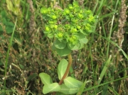 Sun Spurge (Euphorbia helioscopia)
