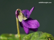Sweet Violet (Viola odorata) flower