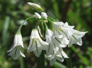 Three-cornered Garlic (Allium triquetrum)