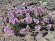 Thrift or Sea Pink (Armeria maritima subsp. maritima)