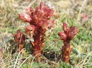 Thyme Broomrape or Red Broomrape (Orobanche alba)