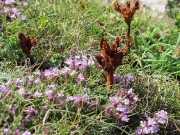 Thyme Broomrape or Red Broomrape (Orobanche alba) with Wild Thyme (Thymus polytrichus)