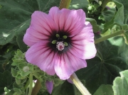 Tree-mallow (Malva arborea formerly Lavatera arborea)