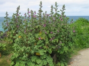 Tree-mallow (Malva arborea formerly Lavatera arborea)