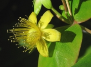 Tutsan