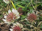 Western Clover (Trifolium occidentale)