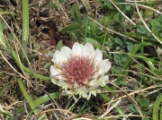Western Clover (Trifolium occidentale)