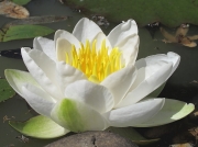 White Water-lily