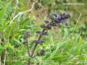 Wild Clary (Salvia verbenaca)