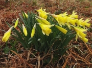 Wild Daffodil (Narcissus pseudonarcissus ssp. pseudonarcissus))