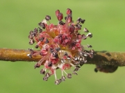 Wych Elm