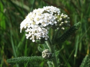 Yarrow (Achillea millefolium)