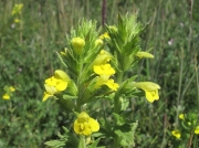Yellow Bartsia (Parentucellia viscosa)