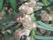 Yew (Taxus baccata) - male flowers