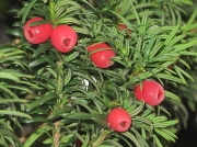 Yew (Taxus baccata) - fruit