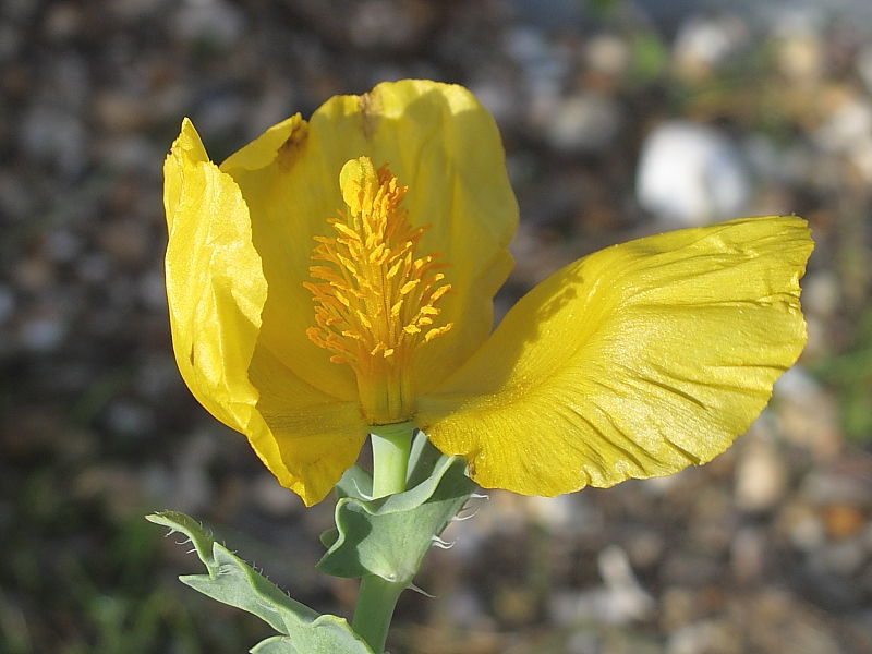 Yellow Horned-poppy (Glaucium flavum)