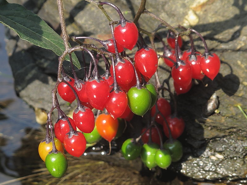 Bittersweet (Solanum dulcamara) - fruit