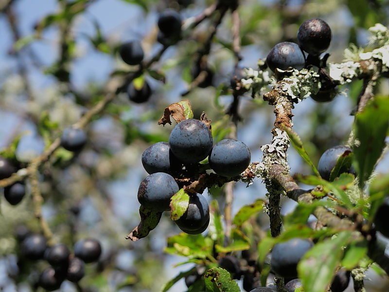 Blackthorn (Prunus spinosa) - fruit