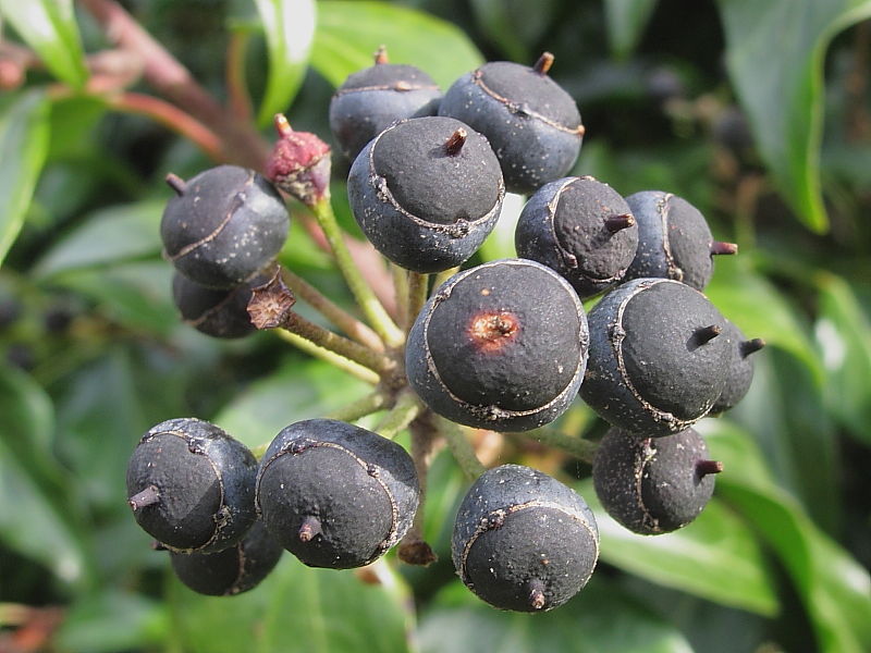 Ivy (Hedera helix)- fruit