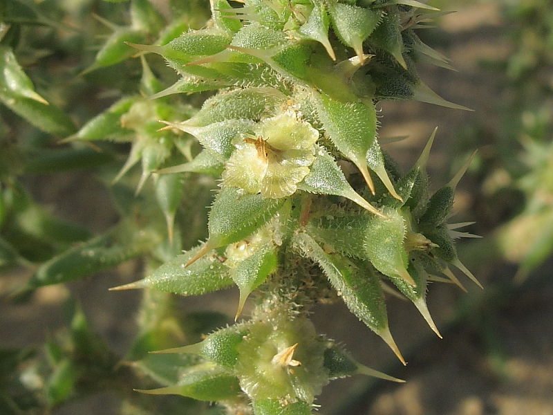 Prickly Saltwort (Salsola kali ssp kali) - fruit