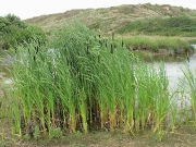 Bulrush or Reedmace (Typha latifolia)