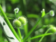 Cleavers or Goosegrass (Galium aparine) - fruit