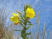 Evening-primrose species (Oenothera agg)