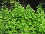 Garlic Mustard or Jack-by-the-hedge