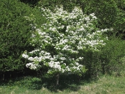 Hawthorn (Crataegus monogyna) - tree