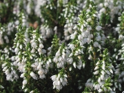 Heather or Ling (white form)