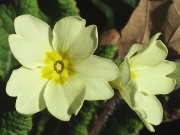 Primrose (Primula vulgaris) - thrum form