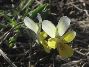 Sand Pansy - yellow form