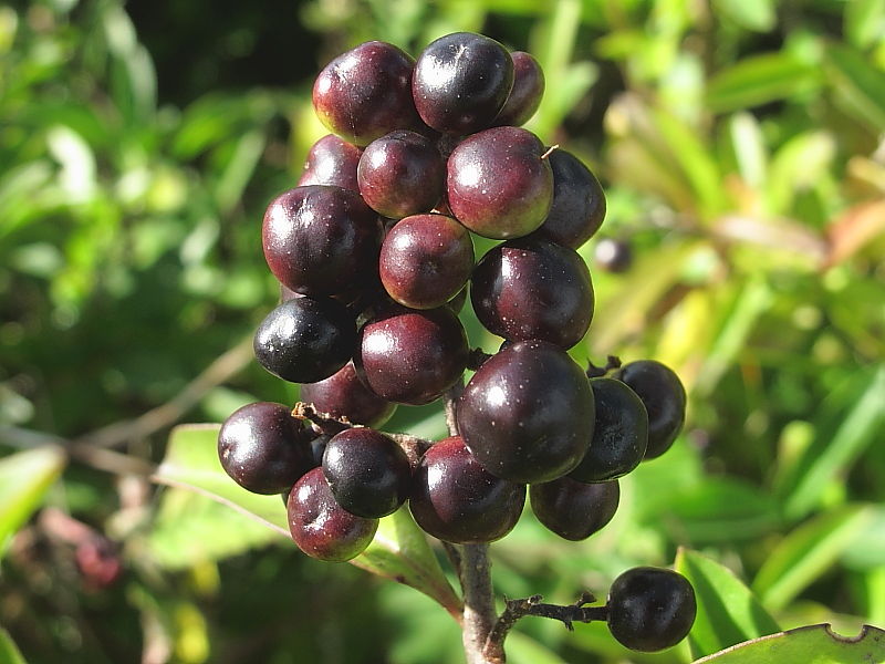 Wild Privet (Ligustrum vulgare) - fruit